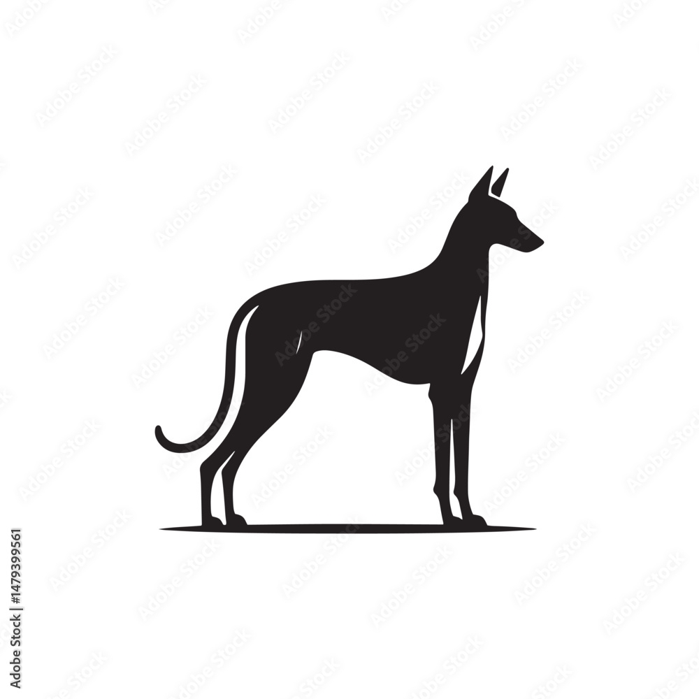 Fototapeta premium Elegant Azawakh Dog Silhouette Vector – Sleek, graceful African breed outline perfect for pet-themed designs, digital art, merchandise, breed-specific projects, decals, and creative ventures. 