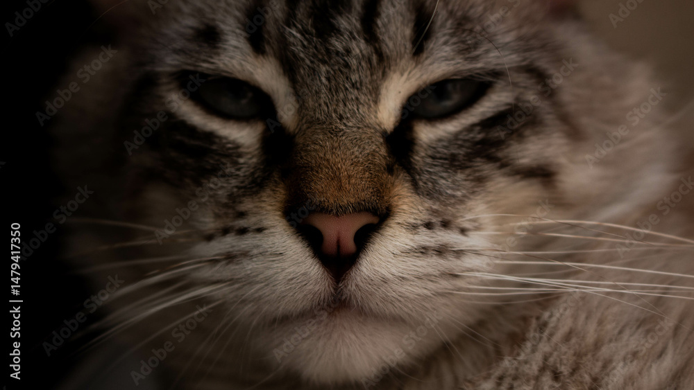 Naklejka premium close up of a cat