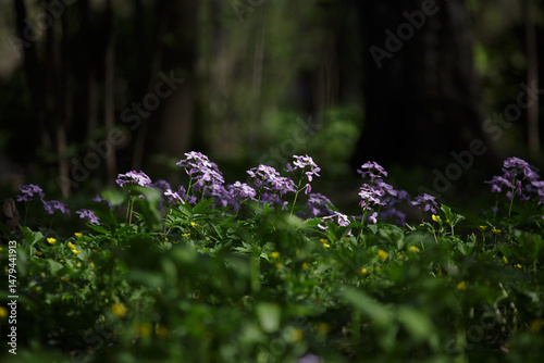 Foto Lunaria rediviva