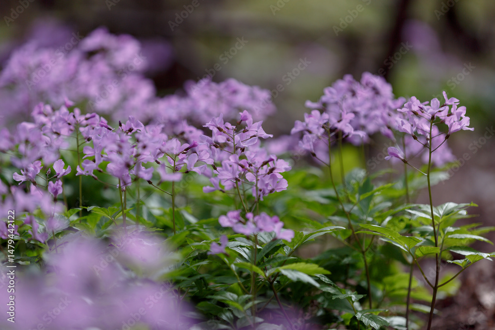 Naklejka premium Lunaria rediviva. Lunaria annua. Beautiful purple flowers in the family Brassicaceae. Pink purple inflorescences of a wild plant in a shady spring forest
