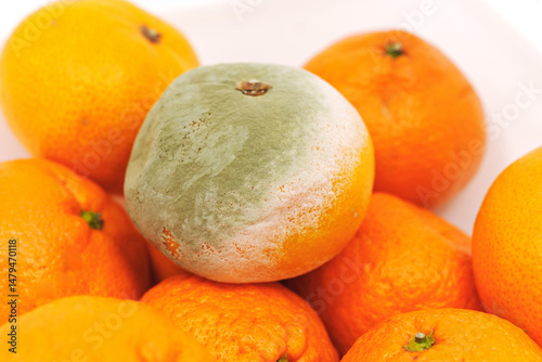 Spoiled tangerine with mold among fresh tangerines on a white background.