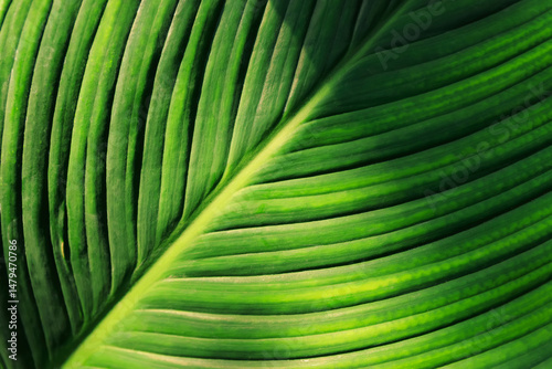 real fresh green leave texture for background, close up of leaf texture surface background.