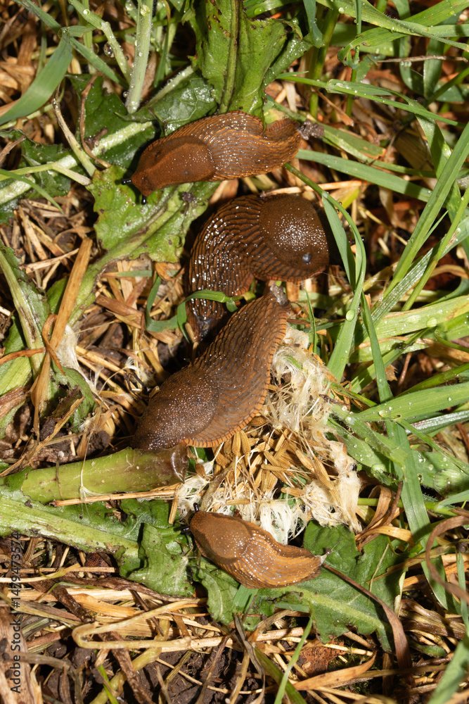 Obraz premium Close up of slugs on a moist ground after the rain