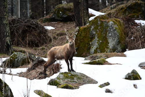 Stambecco delle Alpi