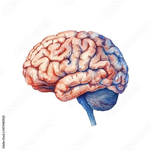 Brain, watercolor illustration, isolated on a white background.