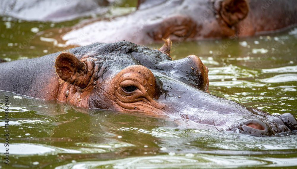 Fototapeta premium Hippo's head emerges from water, showcasing skin texture and serene gaze in its natural habitat