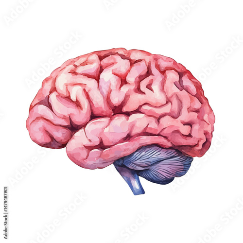 Brain, watercolor vector, isolated on a white background.