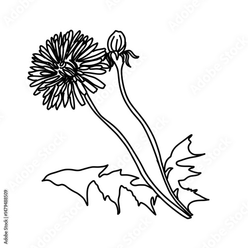 Pissenlits fleur
