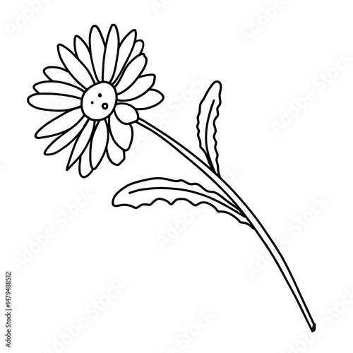 Marguerite fleur