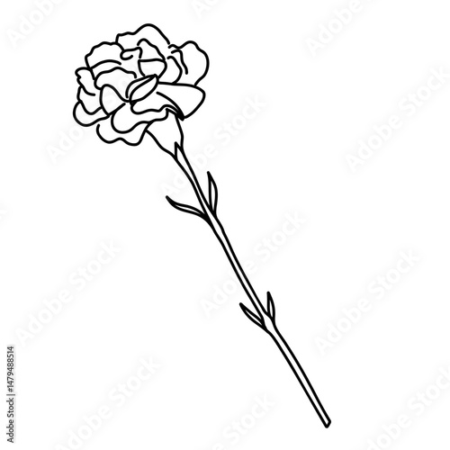 Oeillet fleur