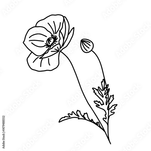 Coquelicot fleur