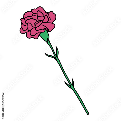 Oeillet fleur couleur