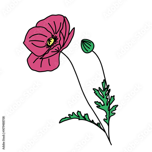 Coquelicot fleur couleur