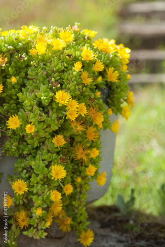 Pourpier ou delosperma jaune dans un récipient en métal