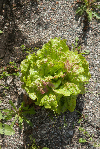 Salade poussant sur le goudron au milieu des mauvaises herbes