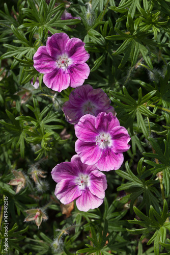 Trois géraniums roses