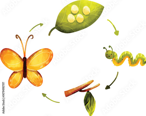 Tableau sur toile Watercolor illustration of Life Cycle of Butterfly, Life Cycle Of Butterflies  w