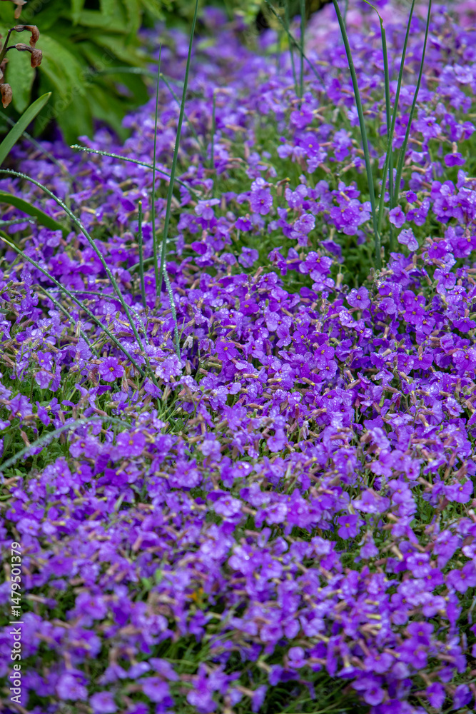 Obraz premium Phlox subulata ou phlox mousse violet en parterre de fleurs gorgé d'eau de pluie. Plante vivace couvre-sol fleurie - Phlox rampant.
