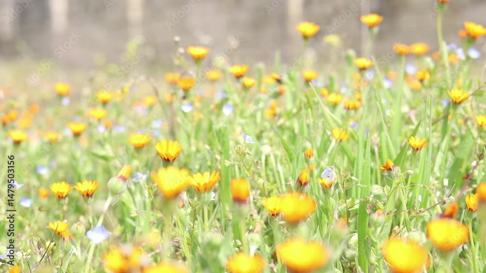Bright yellow flowers between green grasses
