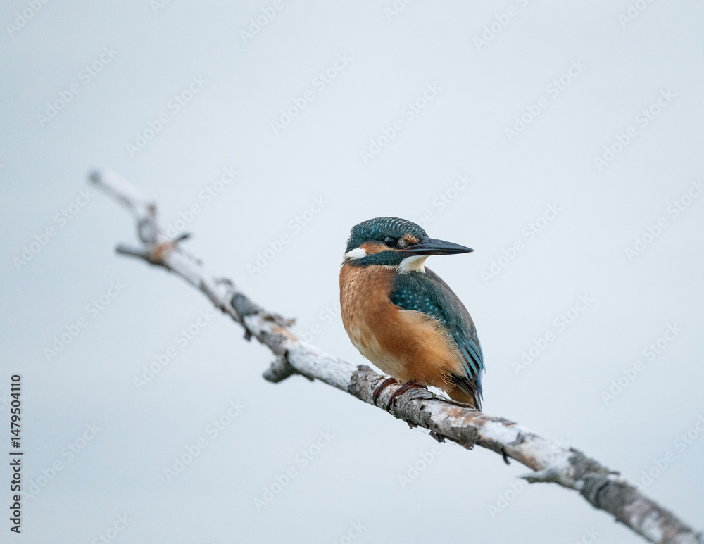 Fototapeta premium Male Kingfisher Hunting (Alcedo atthis)