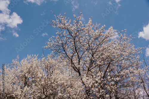 Wallpaper Mural Blooming apricot tree against the sky. White and pink flowers on tree branches in spring, fruit trees bloom Torontodigital.ca