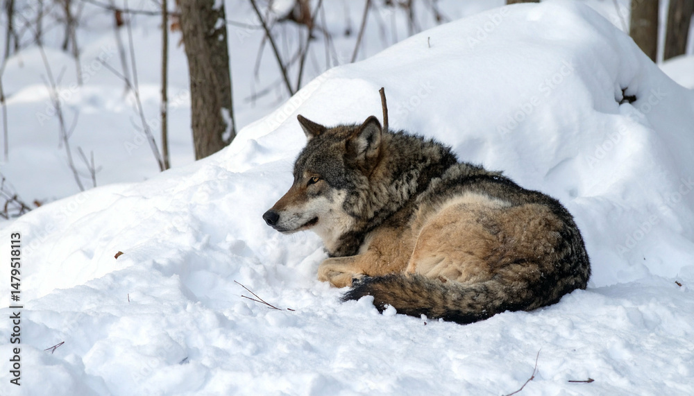 Fototapeta premium Wolf rests in winter snow, blending with the serene, snowy woodland environment, peaceful pose
