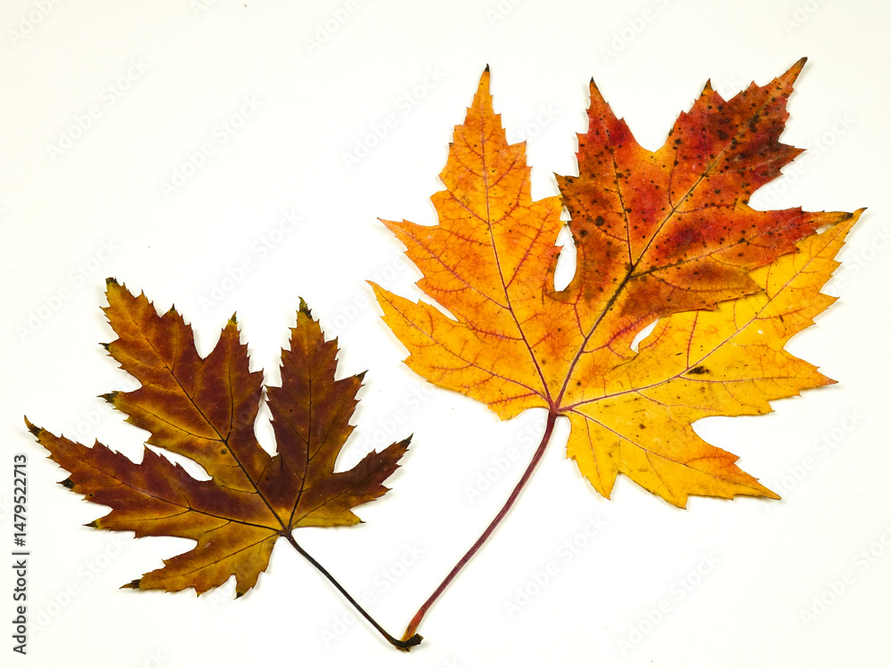 Twig with autumn orange and brown leaves of sugar maple tree in fall color palette against a white background Twig with autumn orange and brown leaves of sugar maple tree in fall color palette against a white background