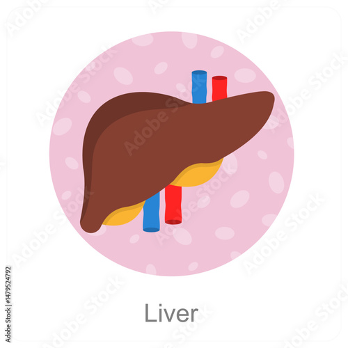 Liver