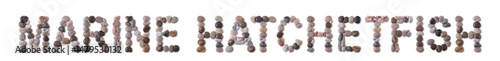 The word "MARINE HATCHETFISH" is lined with shells and stones of different shapes and colors on a transparent background. Types of fish and seafood, price tag, sea food, fish market, sea alphabet.