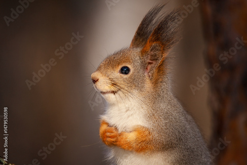 Portrait of a very beautiful squirrel Very close up! Sciurus vulgaris.