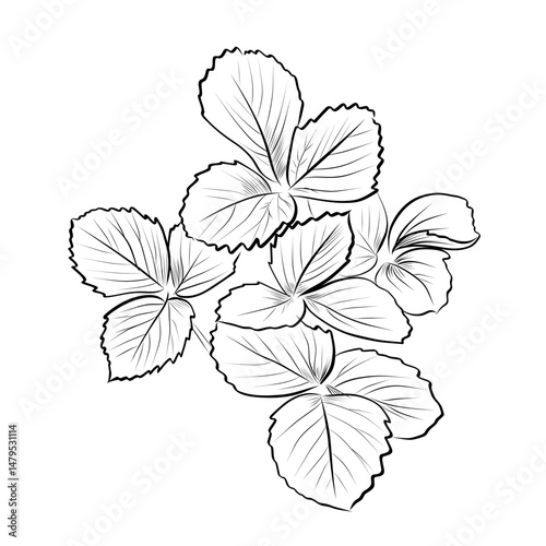 Strawberry leaf cluster top view isolated vector