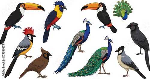Exotic Birds Vector Collection