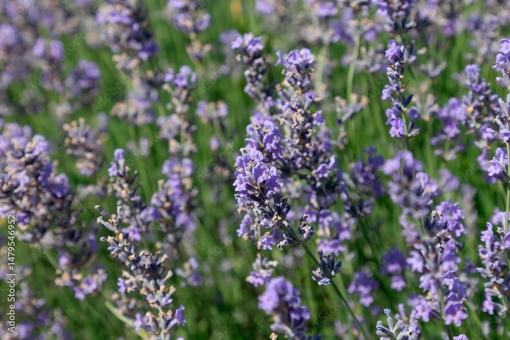 Naklejka premium Macro view of fresh lavender blossoms in bloom with green background