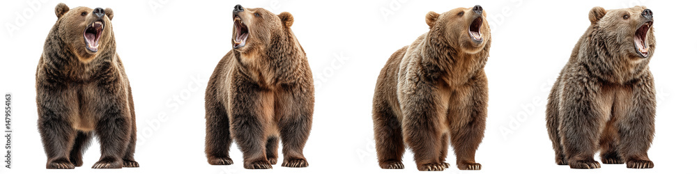 Fototapeta premium Grizzly bear standing on hind legs with open mouth, Wild Mammal, isolated on Transparent background