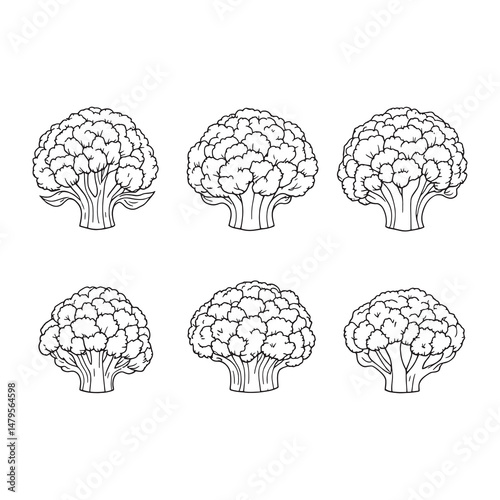 Detailed Line Art of a Cauliflower Head in Simple Design
