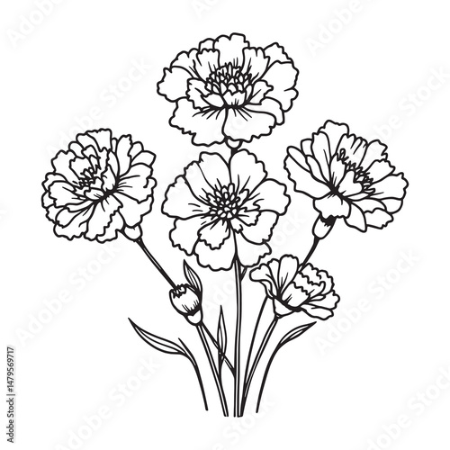 Detailed sketch of a carnation flower in clean line art form