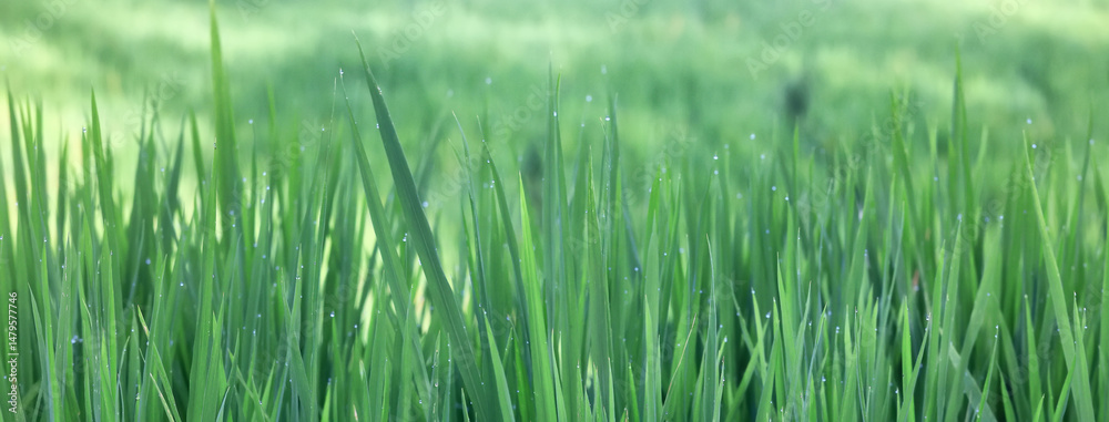 Obraz premium Texture of green fresh grass, rice field close-up