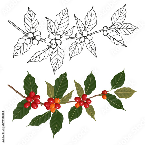 Vector illustration of a branch of a coffee tree with ripe coffee berries in the style of engraving in color. Branch of coffee with leaves and fruits for packaging