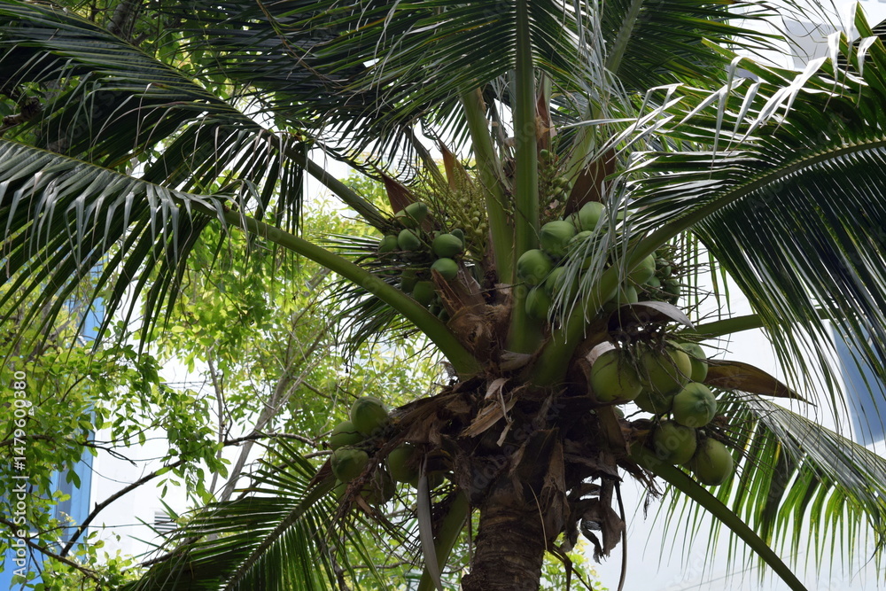 Obraz premium Coconut palm tree. Palm trees in the city. City of Phuket, Thailand.