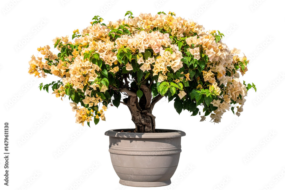 Naklejka premium Beige bougainvillea tree in pot, isolated on transparent background