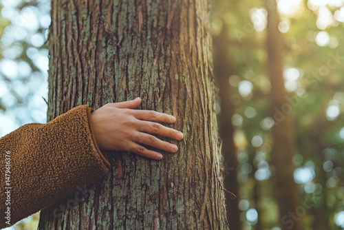 Human hands touching old tree green forest in tropical woods, Love nature, protect environment, co2, net zero concept, pollution or climate change, Earth day and Environmental care.