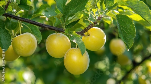 A fruit orchard with greengage plums growing on trees