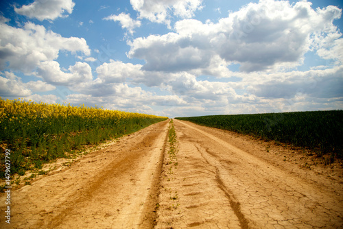 View of the road through a flowering rapeseed field. Dirt country road in a rapeseed field. The concept of agriculture, industry, nature. 