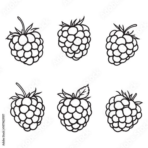 Hand Drawn Raspberries with Leaves Elegant Line Art Design