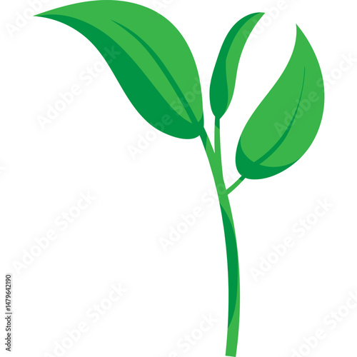 Green Tea Leaves