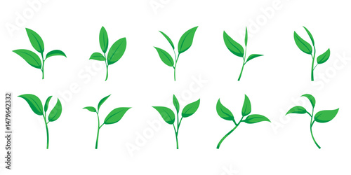 Green Tea Leaves