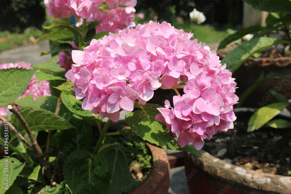 Obraz premium pink hydrangea flowers