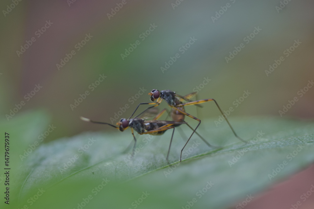 Naklejka premium Close-up of two flies mating on a green leaf