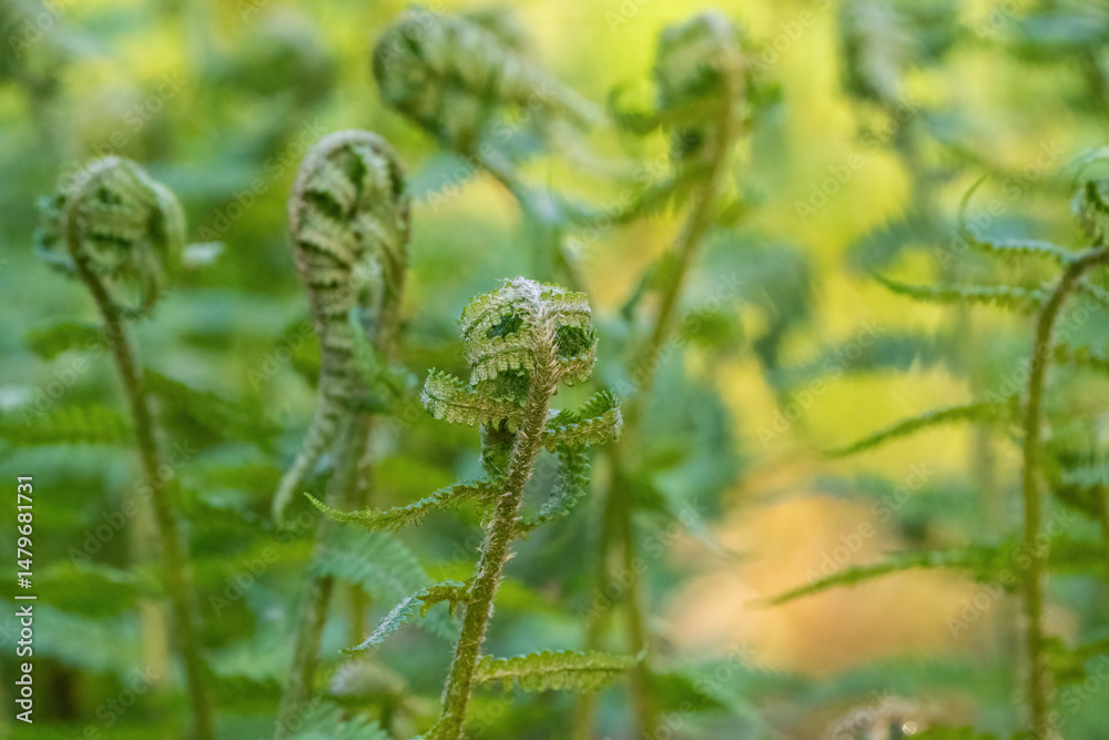 Fototapeta premium Ferns opening up in spring