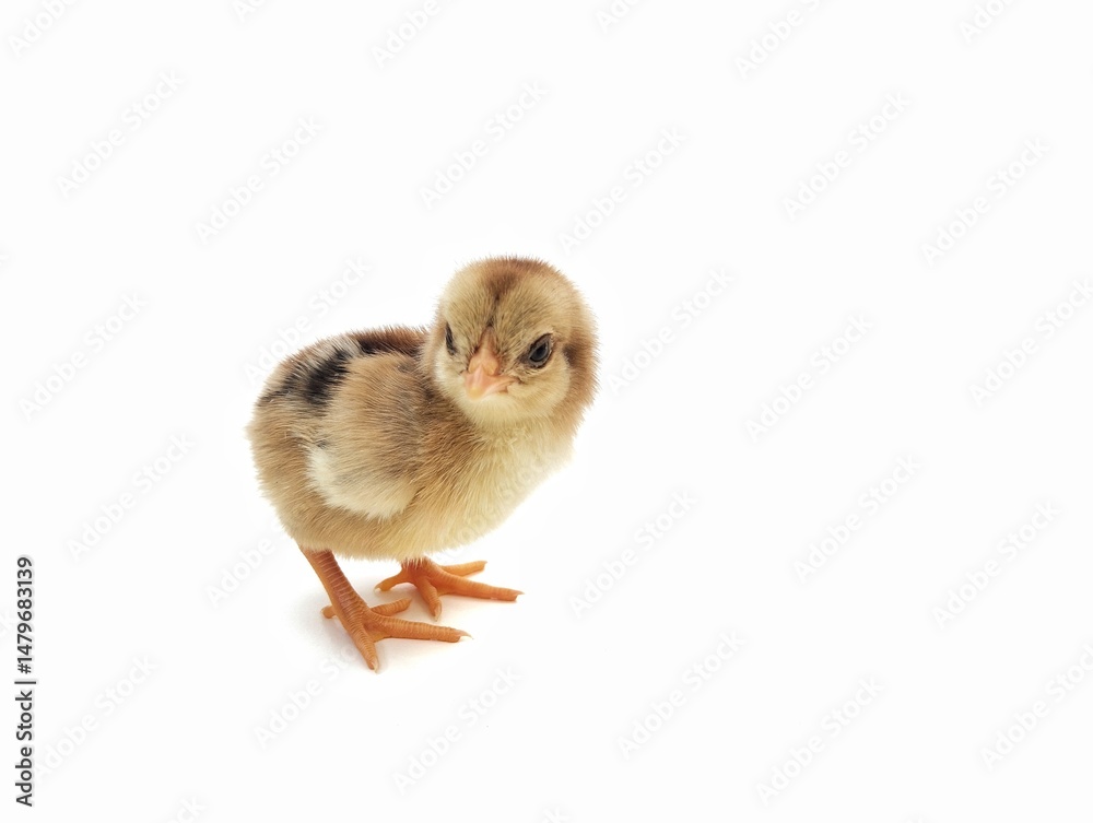 Obraz premium Brown chick isolated on white background 
